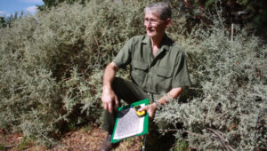 Rare bird makes resurgence