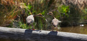 Duck hunting not done for sport, says hunter