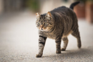 Council wants more feral cats caught