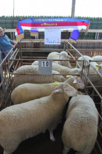 Lamb standard raising the bar