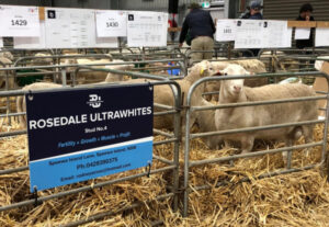 Small stud keeps breeder ultra busy