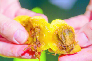 Checkpoints not key to fruit fly fight says Walsh