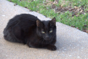 Swan Hill Council moves on wandering cats