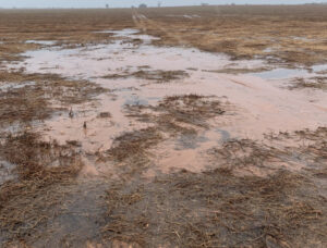 Mallee hay hopes diminish after rain
