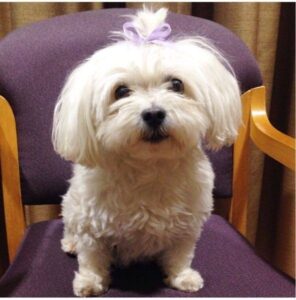 Residents miss companion