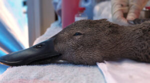 Dead birds laid out in Kerang in duck shooting protest