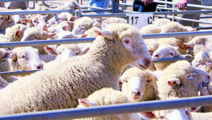Welfare guidelines could extend to sheep, says RSPCA