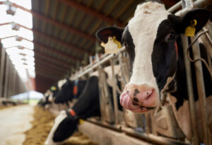 Milk price highest in 17 years