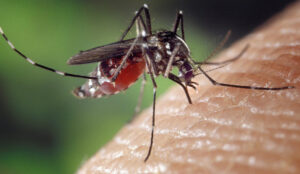 Mosquito alert over Japanese encephalitis virus threat