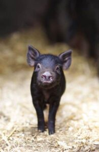 Piggies refuse lockdown