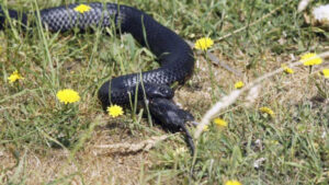 Snakes out of hiding