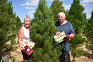 Pleasing trees are in Speewa for Christmas