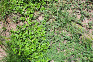 Weed warriors to tackle pest