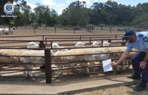 Koraleigh man charged over sheep theft
