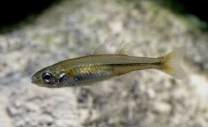 Funding boost to help threatened species