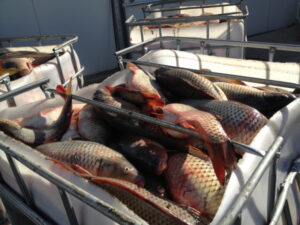 ‘Carpageddon’ needs follow-up work: CMA