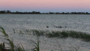 Boga pumping causes concern