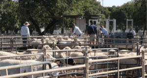 Prime Lamb & Sheep Sale Swan Hill April 16th