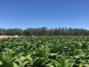 $42m worth of illegal tobacco destroyed in Koraleigh