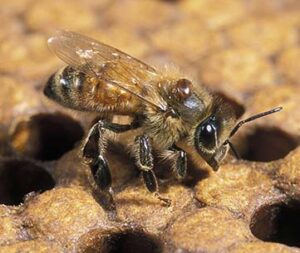 Have your say on biosecurity laws