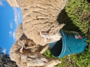 Protect yourself against Q fever