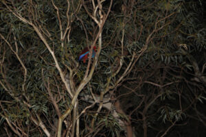 Feathered friend found: Community gathers to retrieve pet parrot