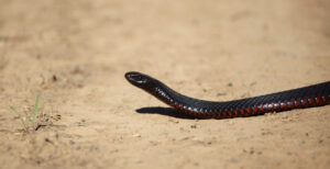 Spring snake alert in Mallee