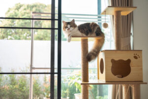Home life better for cats and wildlife