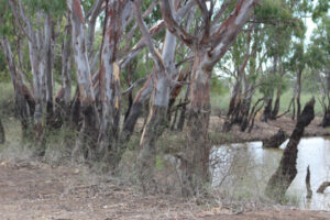 Counting the cost of floods in Gannawarra Shire