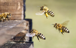 Bee breach fines