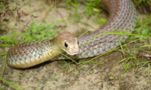 Early sightings of snakes in the Mallee