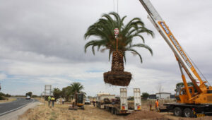 Beautification project