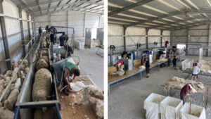 Woolgrowers aim for $25m sale