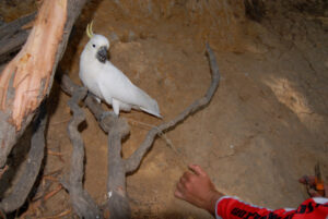 Discarded line hurting wildlife