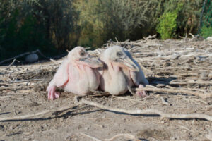 Pelicans set for our skies