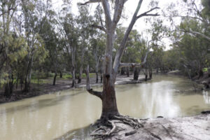 Rice harvest almost set
