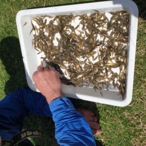 Moulamein Notes with China Gibson November 26