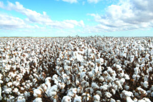 Rain gives cotton a boost