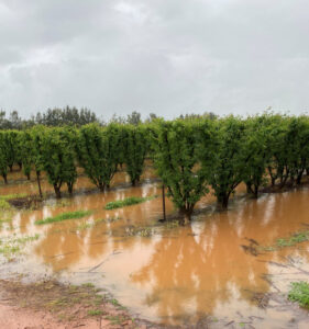 Growers battle floods