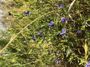 Survey finds rare flora at Quambatook reserve