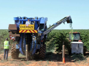 Grape picking solution amid picking labour shortage