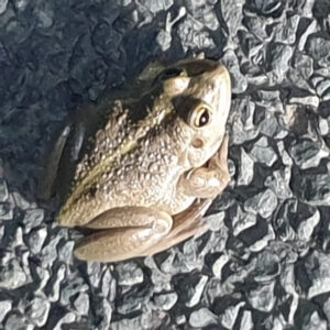 Moulamein Notes, September 13