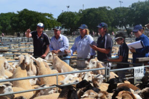 Bumper numbers of sheep