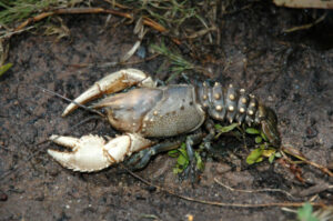 Murray River fish in ‘survival mode’