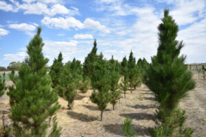 Speewa growing the festive essential