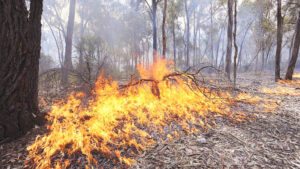 Fire danger period begins