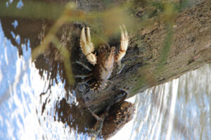 Rescue mission for Murray crayfish