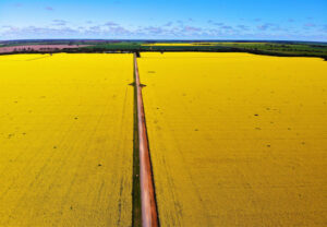 EU herbicide change hits export canola