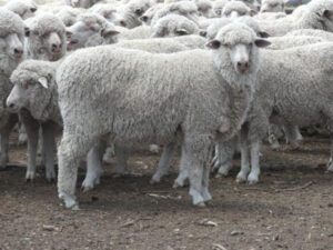 More than 100 lambs stolen