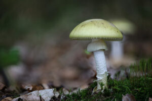Warning on wild mushrooms